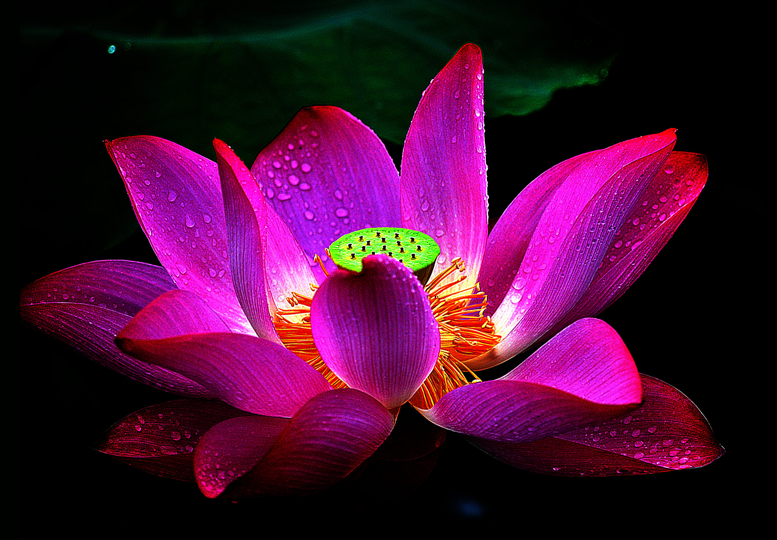 lotus_wallpaper_011